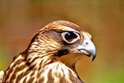 Lanner falcon