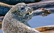 Seal greeting