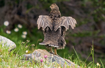 Blue grouse