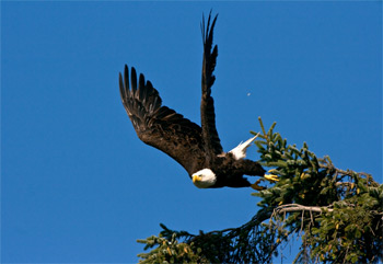 Eagle launch