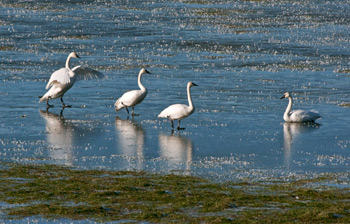 Swans on ice