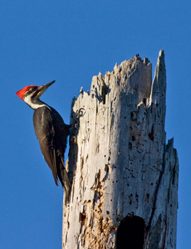 Pileated woodpecker